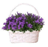 Charming Campanula Basket - Flowers Box London