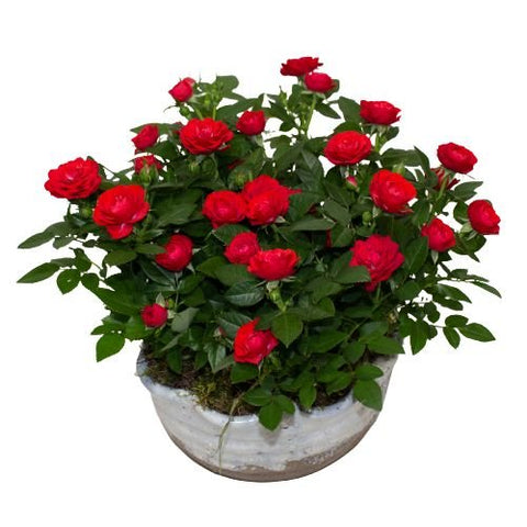 Charming Mini Roses in Ceramic Bowl - Flowers Box London
