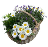 Charming Rattan Basket of Lavendula and Daisy Leucanthemum - Flowers Box London