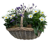 Charming Rattan Basket of Lavendula and Daisy Leucanthemum - Flowers Box London