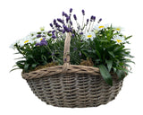 Charming Rattan Basket of Lavendula and Daisy Leucanthemum - Flowers Box London