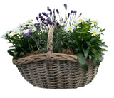 Charming Rattan Basket of Lavendula and Daisy Leucanthemum - Flowers Box London