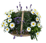 Charming Rattan Basket of Lavendula and Daisy Leucanthemum - Flowers Box London