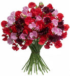Charming Shades of Red and Pink Sweet Peas Bouquet