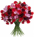 Charming Shades of Red and Pink Sweet Peas Bouquet