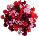 Charming Shades of Red and Pink Sweet Peas Bouquet