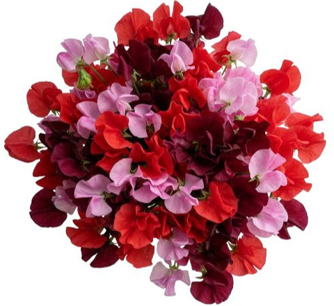 Charming Shades of Red and Pink Sweet Peas Bouquet