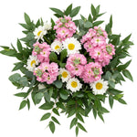 Charming Stock with Daisy Leucanthemum Bouquet - Flowers Box London