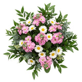 Charming Stock with Daisy Leucanthemum Bouquet - Flowers Box London