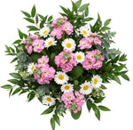 Charming Stock with Daisy Leucanthemum Bouquet - Flowers Box London