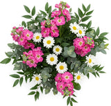 Charming Stock with Daisy Leucanthemum Bouquet - Flowers Box London