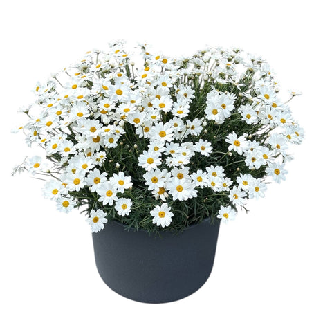 Cheerful Daisy Marguerite Poted Plant - Flowers Box London