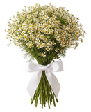 Cheerful Tanacetum Bouquet - Flowers Box London
