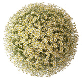 Cheerful Tanacetum Bouquet - Flowers Box London