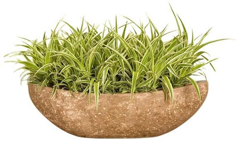 Chlorophythum in Ceramic Boat Pot - Flowers Box London