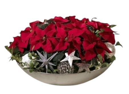 Chrismas Gorrgeous Poisenttia Arrangement - Flowers Box London