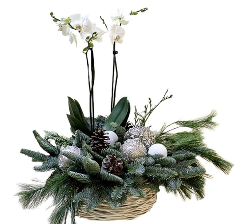 Christmas Phalenopsis Orchids Arrangement with Spruce - Flowers Box London