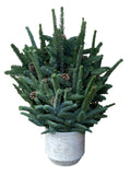 Christmas Tree with Pinecones in Textured Luxury Ceramic Pot - Flowers Box London