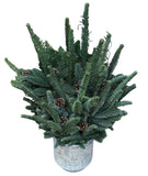 Christmas Tree with Pinecones in Textured Luxury Ceramic Pot - Flowers Box London