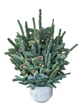 Christmas Tree with Pinecones in Textured Luxury Ceramic Pot - Flowers Box London