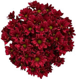 Chrysanthemum Daisy Red Bouquet - Flowers Box London