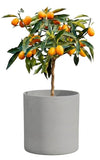 Citrus Calamondin Tree - Flowers Box London