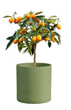 Citrus Calamondin Tree - Flowers Box London