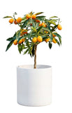 Citrus Calamondin Tree - Flowers Box London