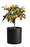 Citrus Calamondin Tree - Flowers Box London
