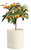 Citrus Calamondin Tree - Flowers Box London