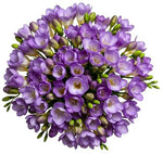 Classic Aromatic Freesias Bouquet