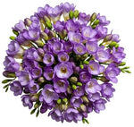 Classic Aromatic Freesias Bouquet - Flowers Box London