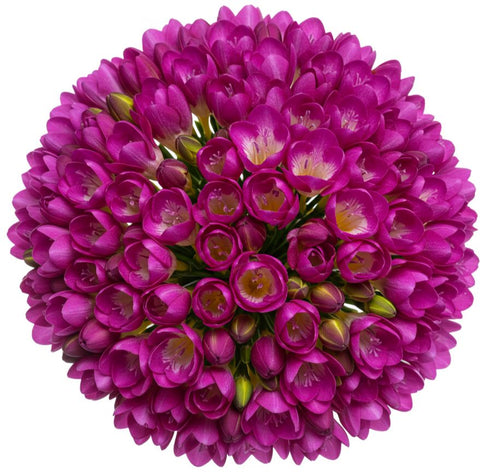 Classic Aromatic Freesias Bouquet
