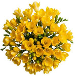 Classic Aromatic Freesias Bouquet