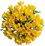 Classic Aromatic Freesias Bouquet