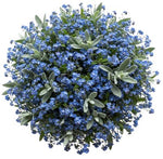Classic Blue Forget Me Not Bouquet with Silver Leaves