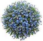 Classic Blue Forget Me Not Bouquet with Silver Leaves