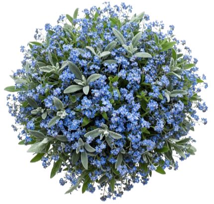 Classic Blue Forget Me Not Bouquet with Silver Leaves