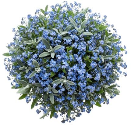 Classic Blue Forget Me Not Bouquet with Silver Leaves - Flowers Box London