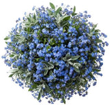 Classic Blue Forget Me Not Bouquet with Silver Leaves