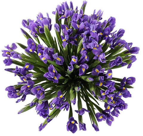 Classic Blue Iris Bouquet - Flowers Box London