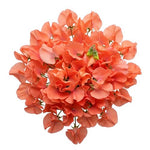 Classic Bouquet of Coral Sweet Pea