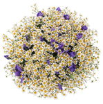 Classic Bouquet of Daisy Tanacetum with Irises