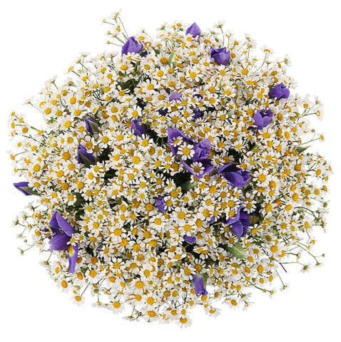 Classic Bouquet of Daisy Tanacetum with Irises