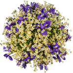 Classic Bouquet of Daisy Tanacetum with Irises - Flowers Box London