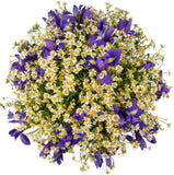 Classic Bouquet of Daisy Tanacetum with Irises - Flowers Box London