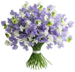Classic Bouquet of Purple and White Sweet Pea