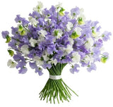 Classic Bouquet of Purple and White Sweet Pea - Flowers Box London