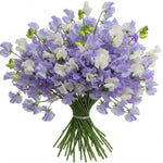Classic Bouquet of Purple and White Sweet Pea