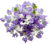 Classic Bouquet of Purple and White Sweet Pea